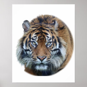 Poster Beautiful Bengal Tiger Face Photo