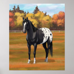 Poster Beautiful Black Appaloosa Quarter Horse Stallion
