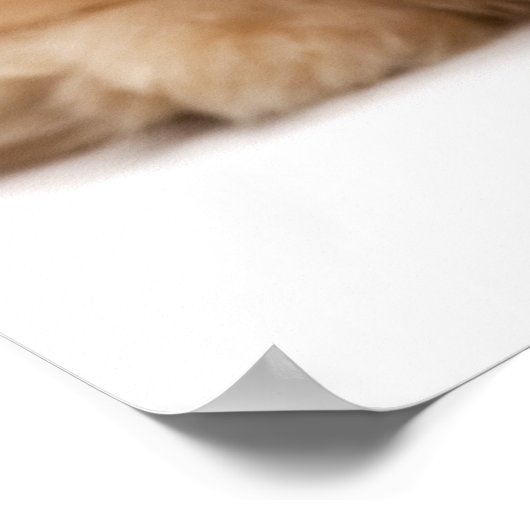 Poster Beautiful happy reddish havanese puppy sitting (Coin)