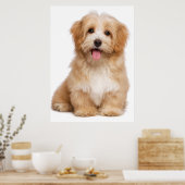 Poster Beautiful happy reddish havanese puppy sitting (Cuisine)