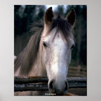 Poster Beautiful Horse