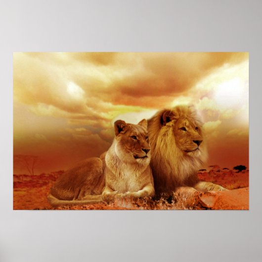 Poster Beautiful lion couple (Devant)