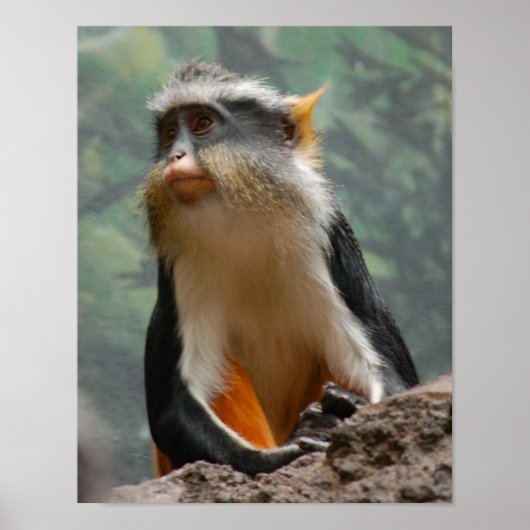 Poster Beautiful Monkey Portrait Profile (Devant)