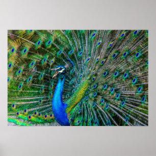 Poster Beautiful Peacock avec son Tail Feathers Open