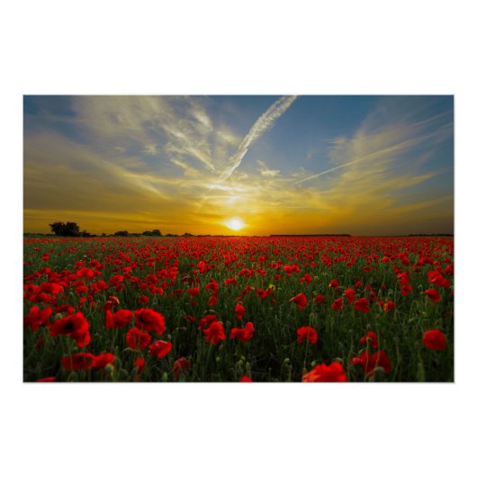 Poster Beautiful Red Poppy (Devant)