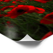Poster Beautiful Red Poppy (Coin)