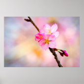 Poster Beautiful Sakura Cherry (Devant)