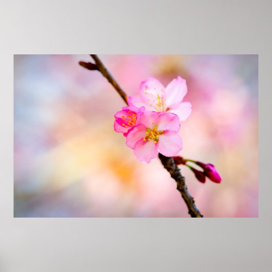 Poster Beautiful Sakura Cherry (Devant)