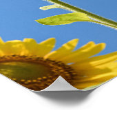 Poster beautiful sun flowers witcloudy sky (Coin)