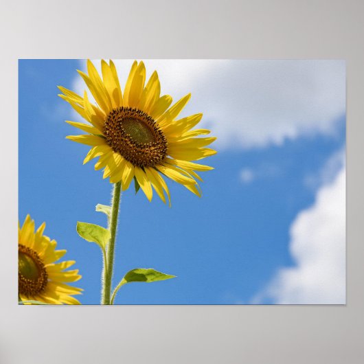 Poster beautiful sun flowers witcloudy sky (Devant)