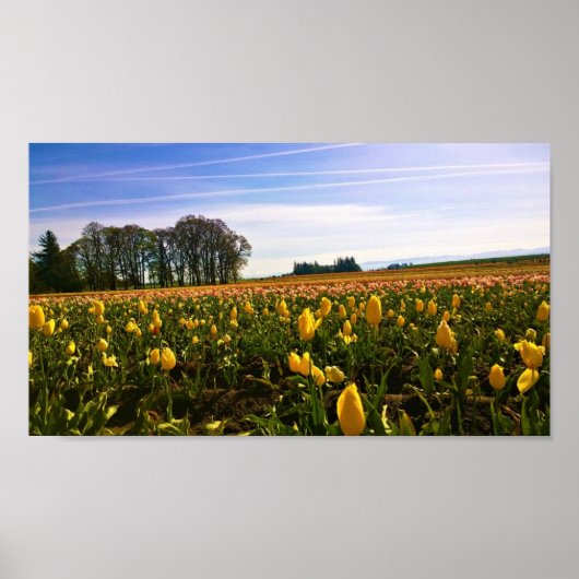 Poster Beautiful Tulip Field (Devant)