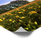 Poster Beautiful Tulip Field (Coin)