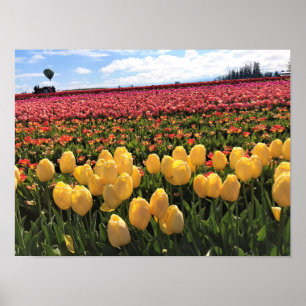 Poster Beautiful Tulip Field avec Hot Air Balloon, Oregon