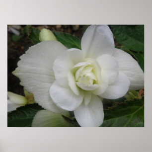 Poster Beautiful White Carnation Print