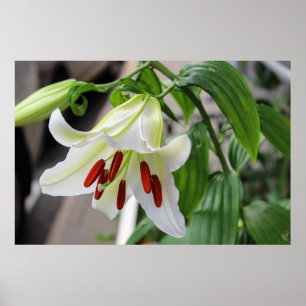 POSTER BEAUTIFUL WHITE LILY
