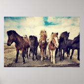 Poster Beautiful wild horses (Devant)