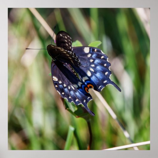 Poster Beautiful Wings (Devant)