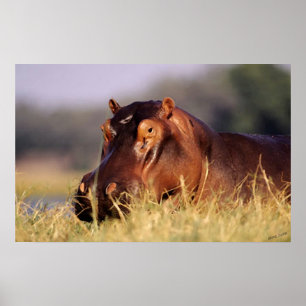 Poster Beauty Hippopotamus Portrait