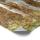 Poster Beaux ânes (Coin)