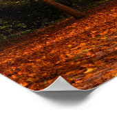 Poster Beaux arbres automnaux (Coin)