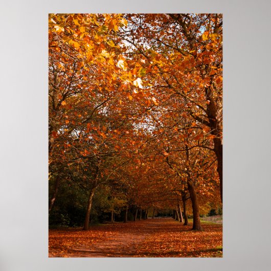 Poster Beaux arbres automnaux (Devant)