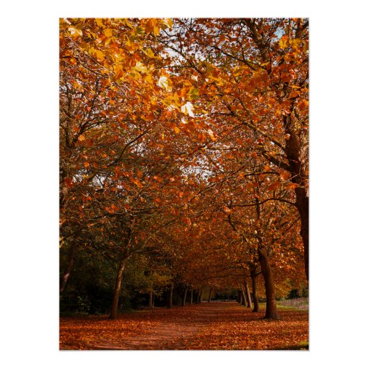 Poster Beaux arbres d'automne (Devant)