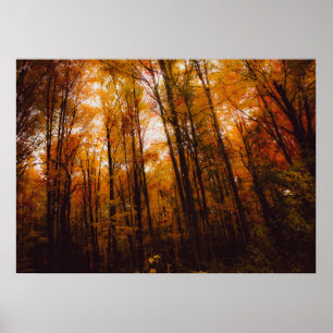 Poster Beaux arbres majestueux dans la forêt automnale