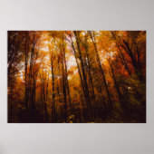 Poster Beaux Arbres Majestueux En Forêt D'Automne (Devant)