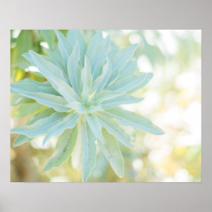 Poster Beaux-arts succulents verts en bon état de nature