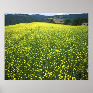 Poster Beaux champs couverts de fleurs jaunes de San