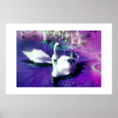 Poster Beaux cygnes (Devant)