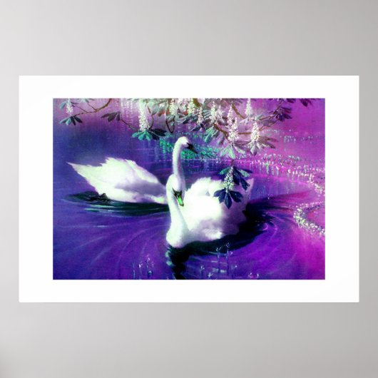 Poster Beaux cygnes (Devant)