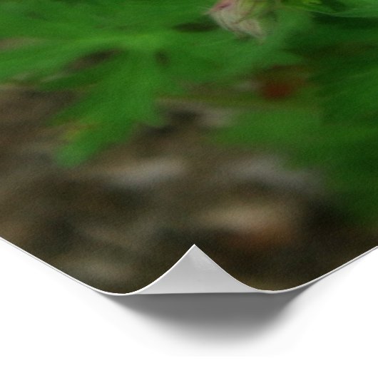 Poster Beaux Geraniums sauvages (Coin)