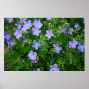 Poster Beaux Geraniums sauvages