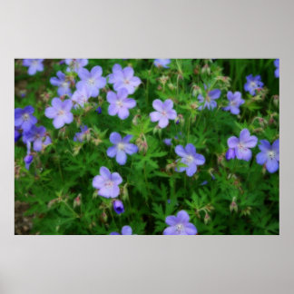 Poster Beaux Geraniums sauvages
