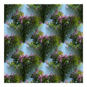 Poster Beaux Lilacs...