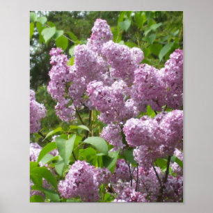 Poster Beaux Lilacs - Photo florale
