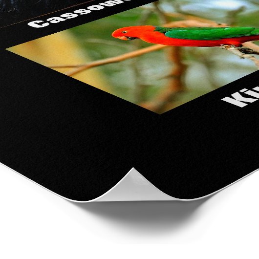 Poster Beaux oiseaux d'Australie (Coin)