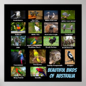 Poster Beaux oiseaux d'Australie (Devant)