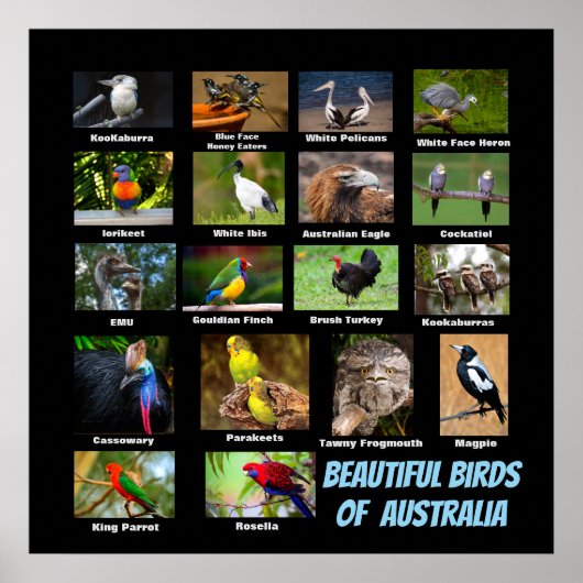 Poster Beaux oiseaux d'Australie (Devant)