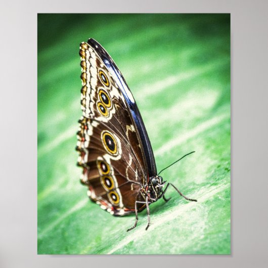 Poster Beaux Papillons Insectes Archivage Beaux-Arts (Devant)