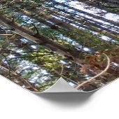 Poster Beaux Pins (Coin)