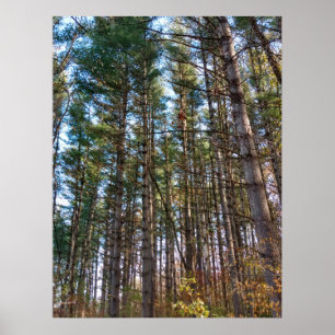 Poster Beaux pins d'automne