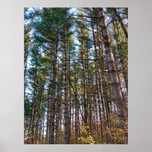 Poster Beaux pins d'automne (Devant)