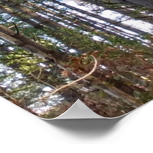 Poster Beaux pins d'automne (Coin)