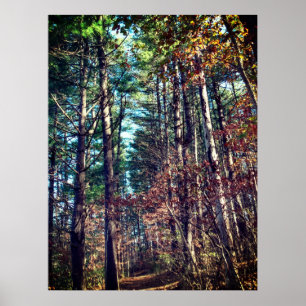 Poster Beaux pins d'automne