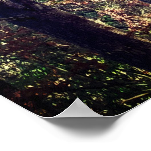 Poster Beaux pins d'automne (Coin)