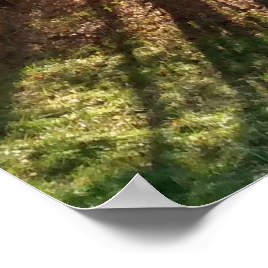 Poster Beaux pins d'automne (Coin)