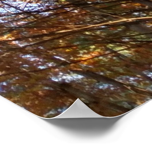 Poster Beaux pins d'automne (Coin)