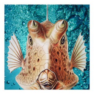Poster Beaux Poissons Art par Earnst Haeckel